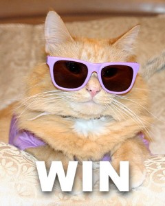 Hipster Cat Win