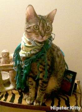 Androgynous Scarf Cat