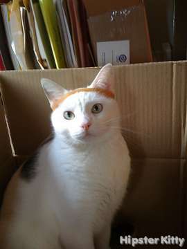 This Hipster Cat Is Ready For The Gym