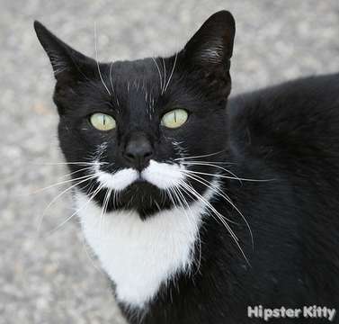 Mustache Cat