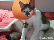 Cone of Shame