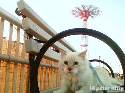 Coney Island Kitty