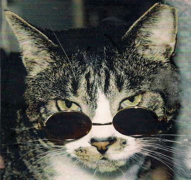Cool Jazz Cat