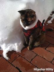 hipster cat everything you like