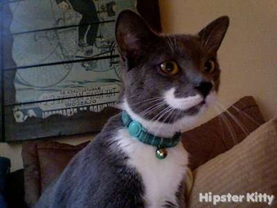 Mustache Wax Kitty