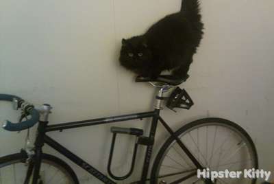 Fixie Cat