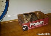 Four Loko Cat