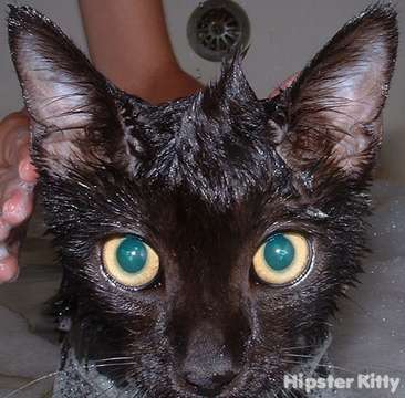 Faux-Hawk Cat