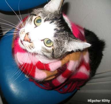 Hipster Scarf Kitty