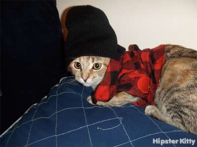 Flannel Cat