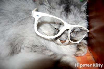 Typical Hipster Kitty