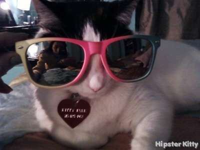 Rayban Cat