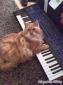 The Real Keyboard Cat