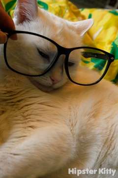 Fake Reading Glasses Kitty