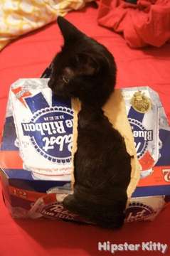 PBR Cat #3