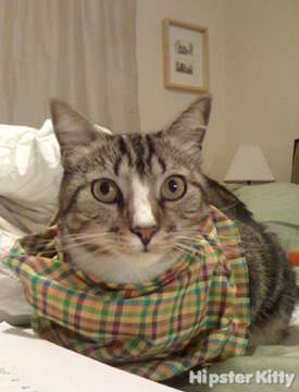 Plaid Scarf Cat