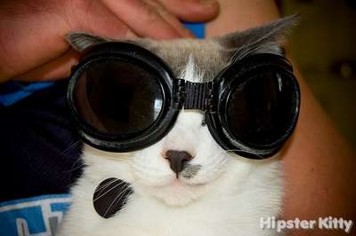 Raver Kitty
