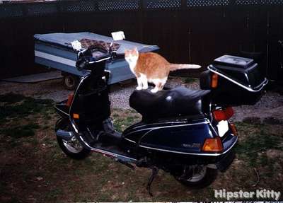 Kitty Knows How To Spend A Trust Fund
