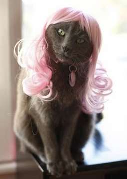 A Pink Wig