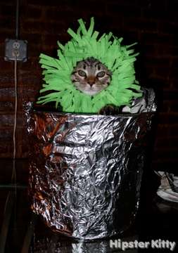 Performance Artist Cat