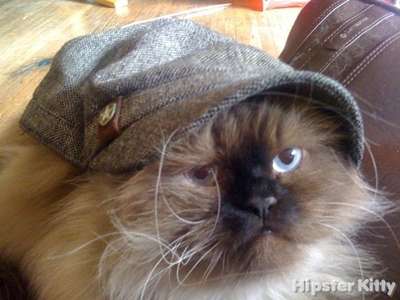 Obey Hat Cat