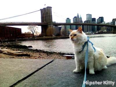 Urban Hipster Cat