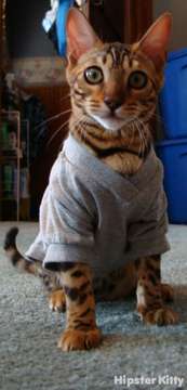 V-Neck Cat